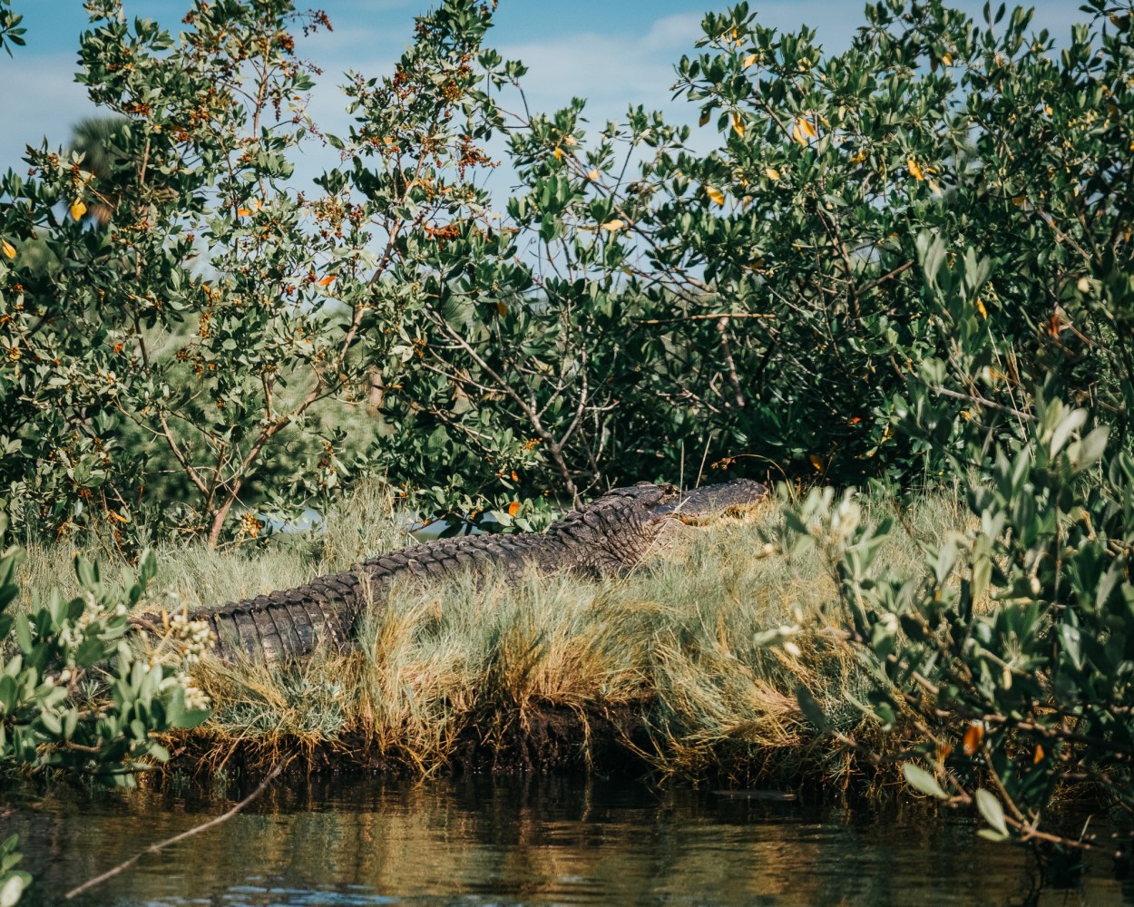 a tree next to a body of water